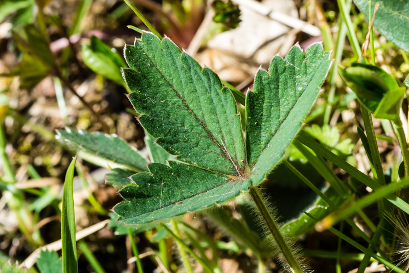 Potentilla sterilis / Potentilla sterile